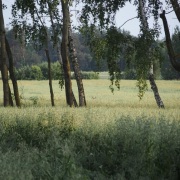 krynka_gaj 